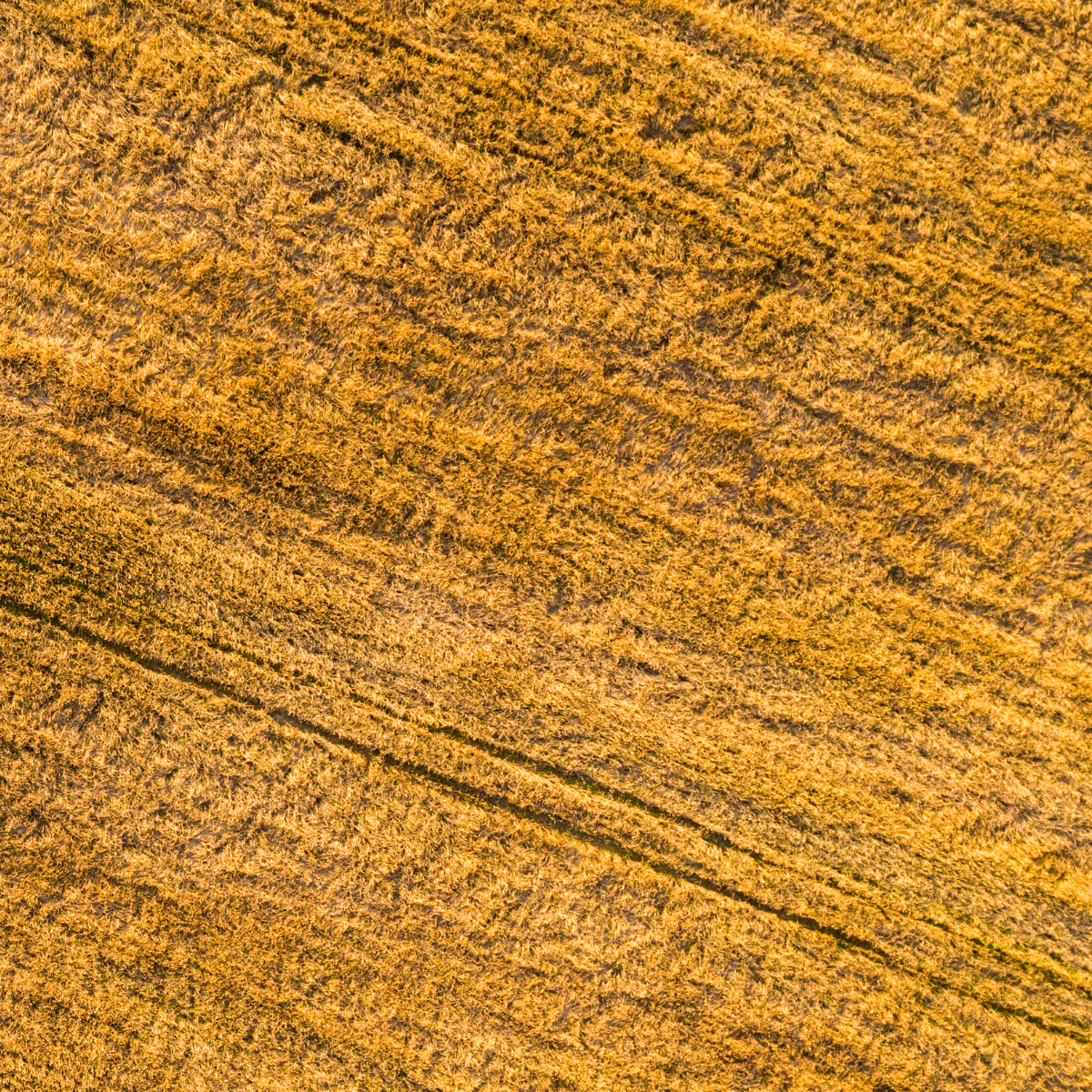 Harvest Gold